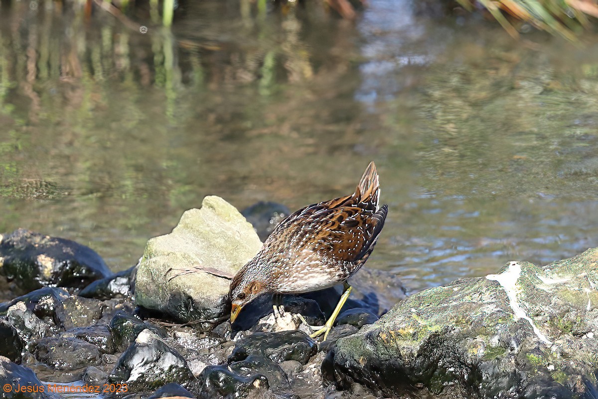Spotted Crake - ML609713501