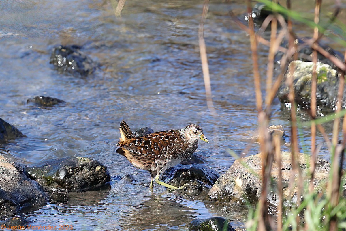 Spotted Crake - ML609713503