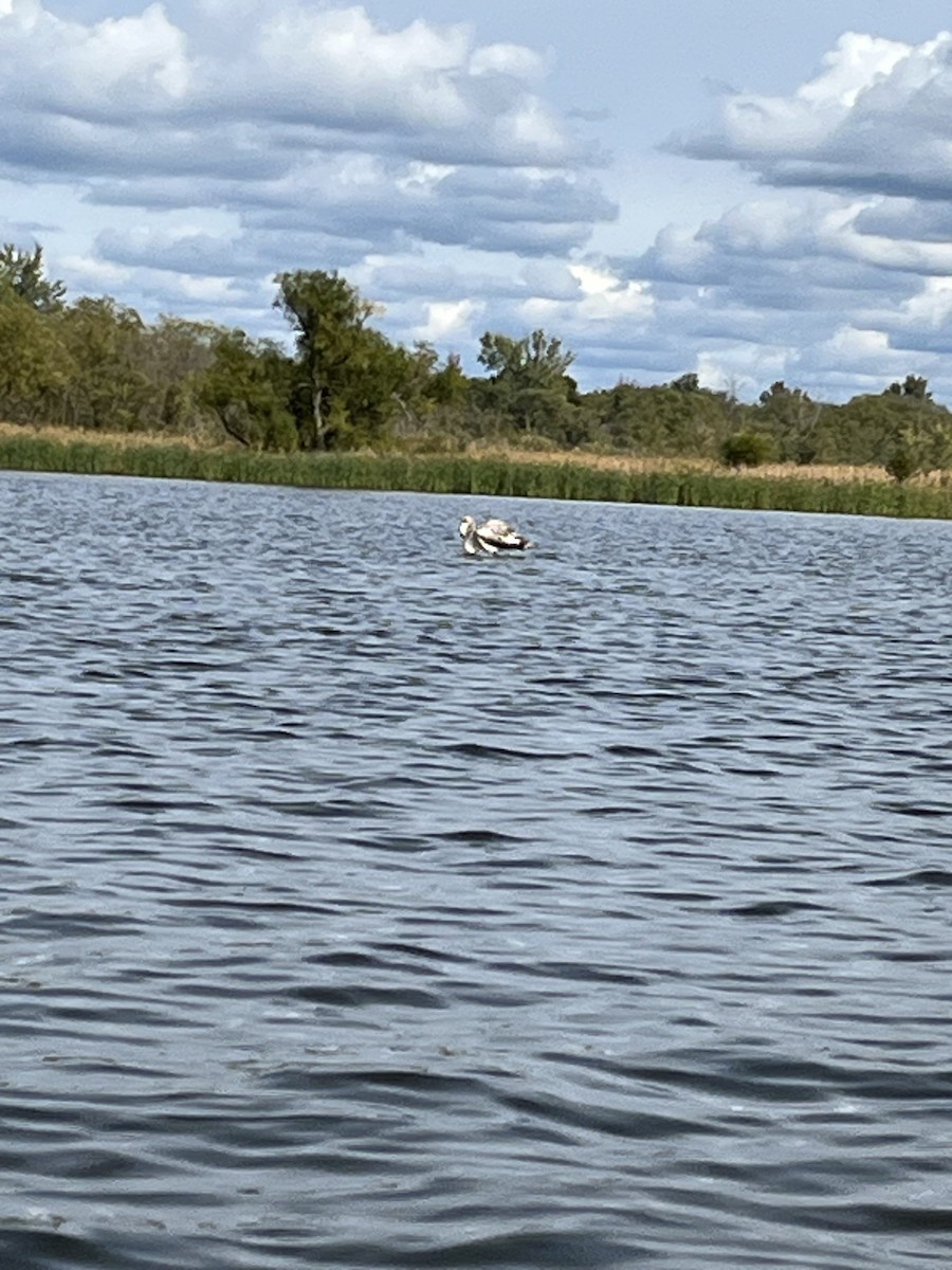 eBird Checklist 8 Oct 2023 Petenwell LakeVan Kuren Landing