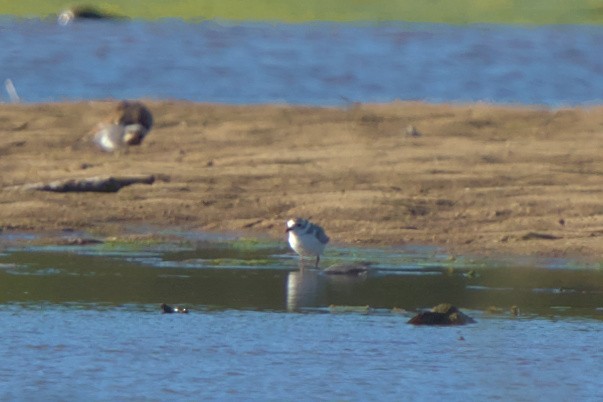 Piping Plover - ML609713930