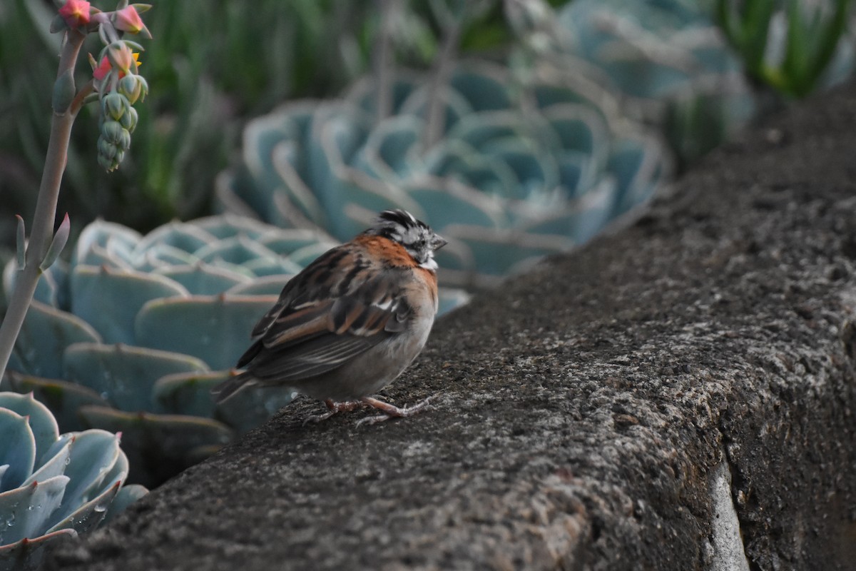 Rufous-collared Sparrow - ML609714574