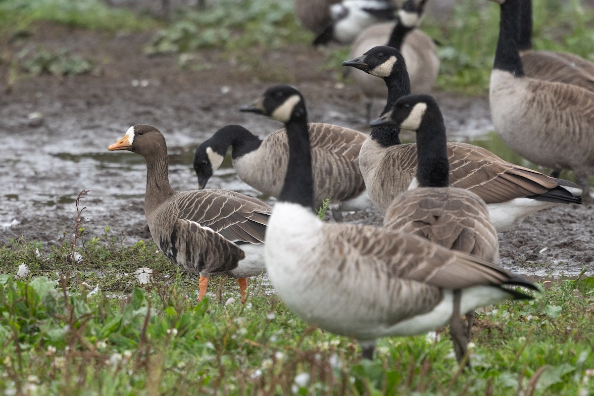 Greater White-fronted Goose - ML609714581