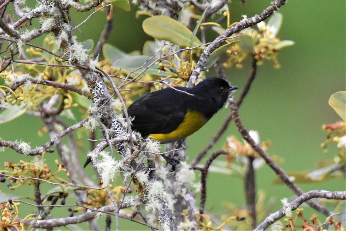 Black-and-yellow Silky-flycatcher - ML609714615