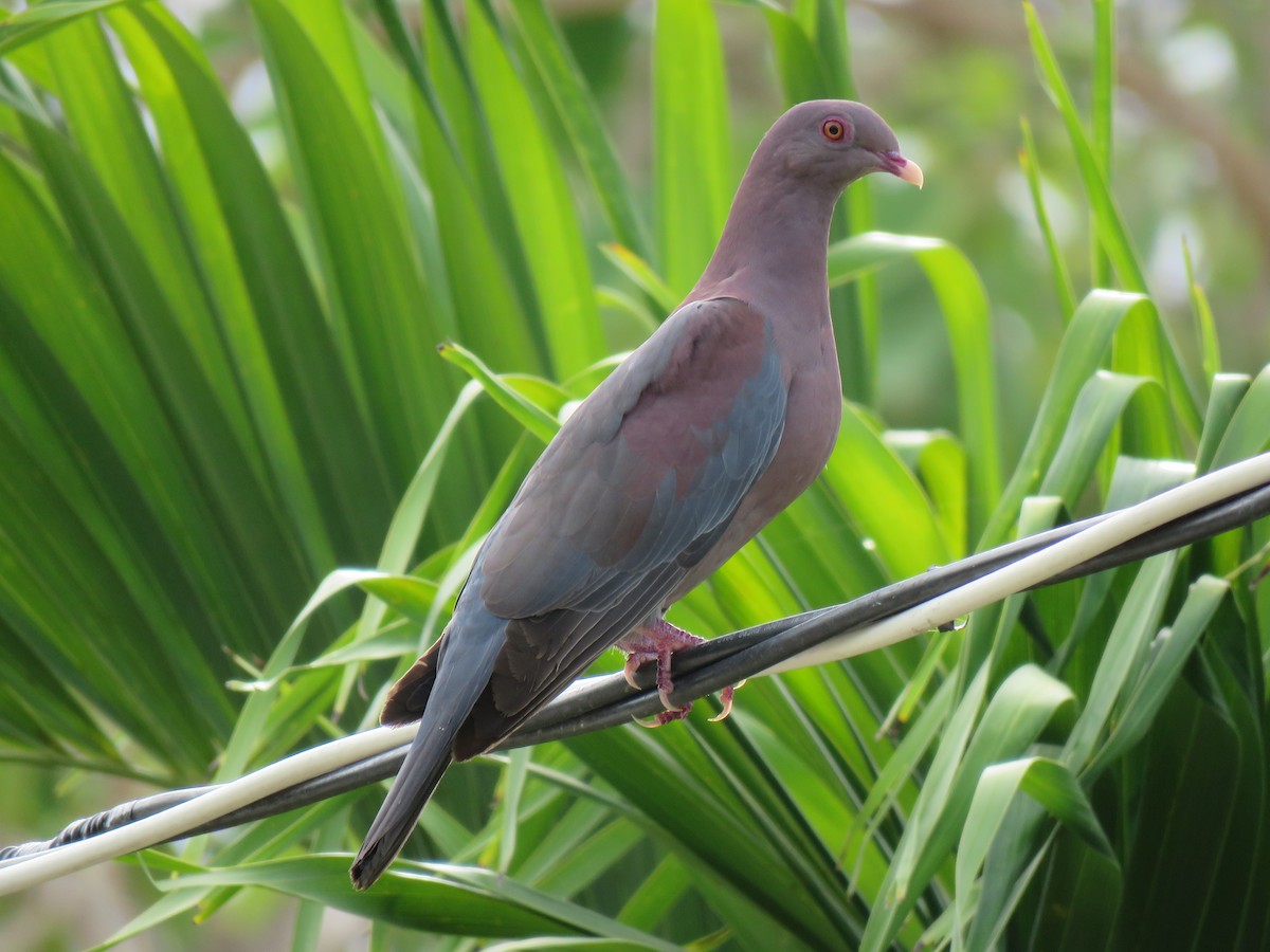 Red-billed Pigeon - ML60971471