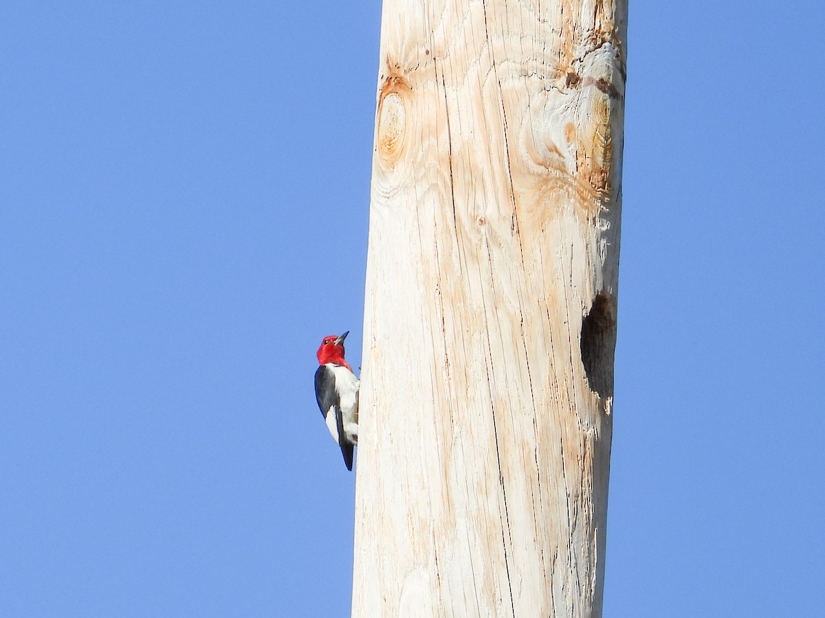 Red-headed Woodpecker - ML609714799