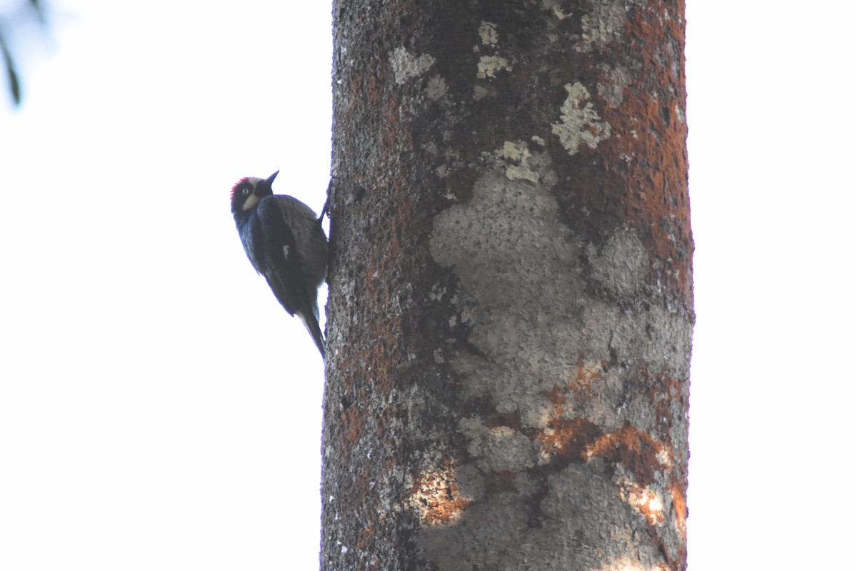 Acorn Woodpecker - ML609714851