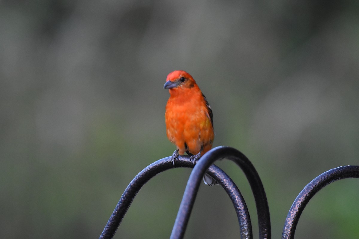Flame-colored Tanager - ML609715150