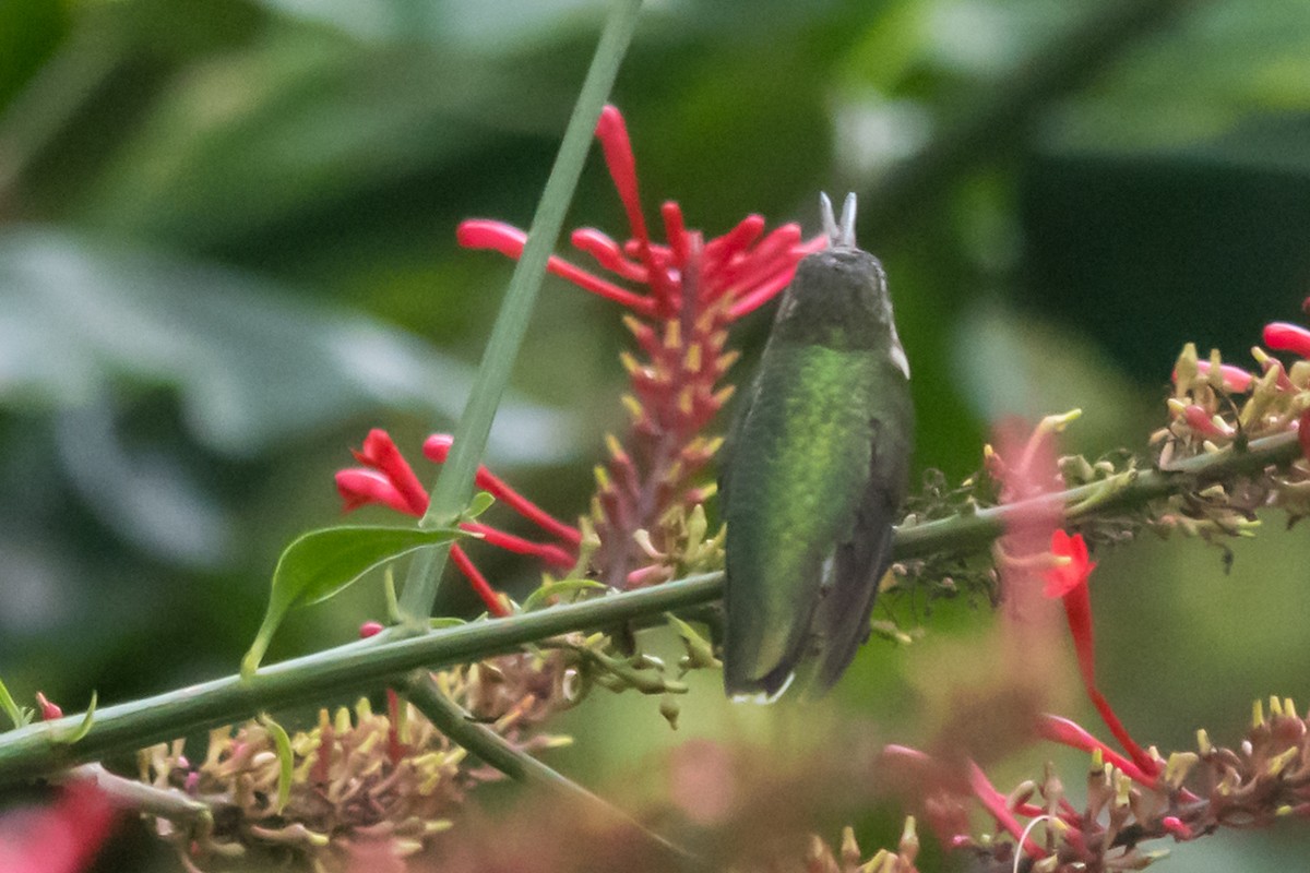 Ruby-throated Hummingbird - ML609715234