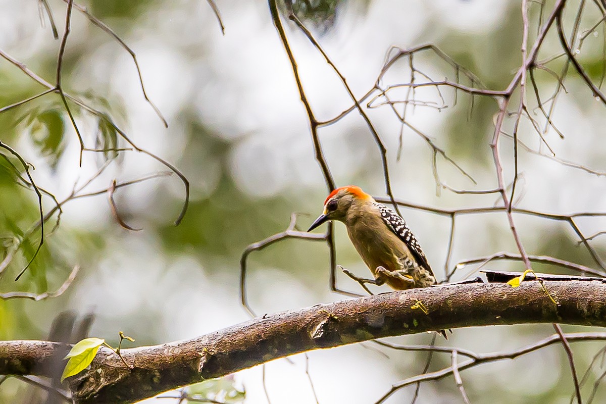 Red-crowned Woodpecker - ML609715480