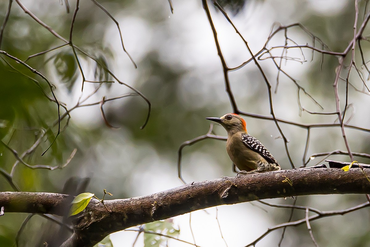 Red-crowned Woodpecker - ML609715481
