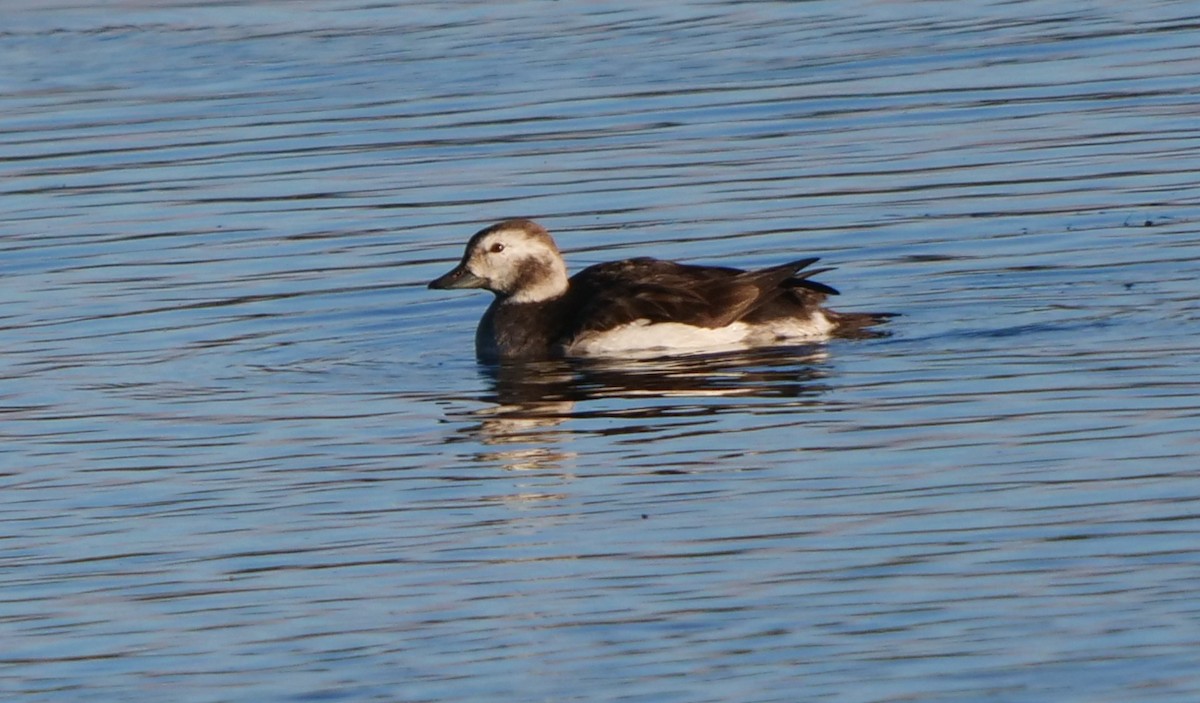 Long-tailed Duck - ML609715681