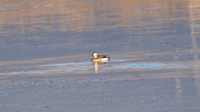 Long-tailed Duck - ML609715686