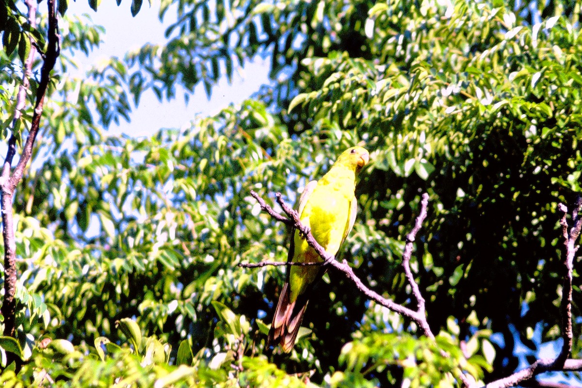 Краснокрылый попугай - ML609716622