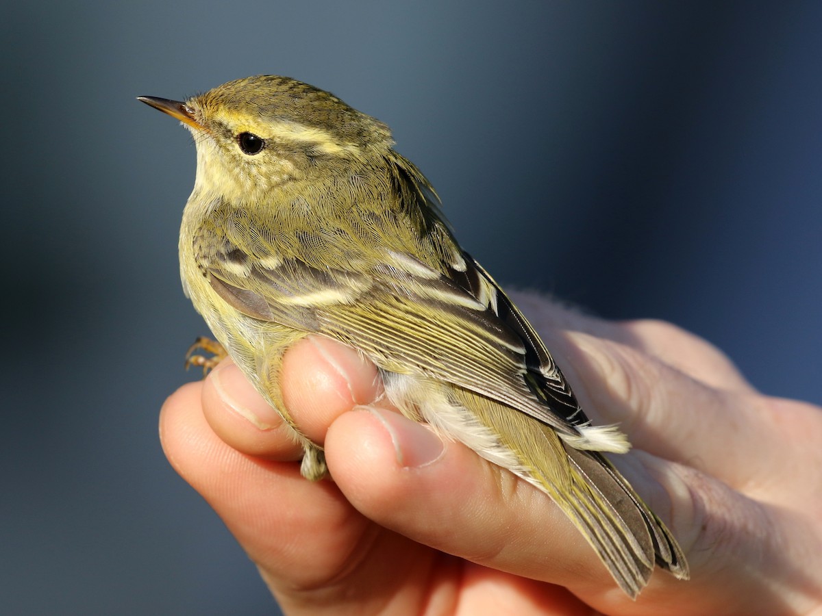 Yellow-browed Warbler - ML609716658
