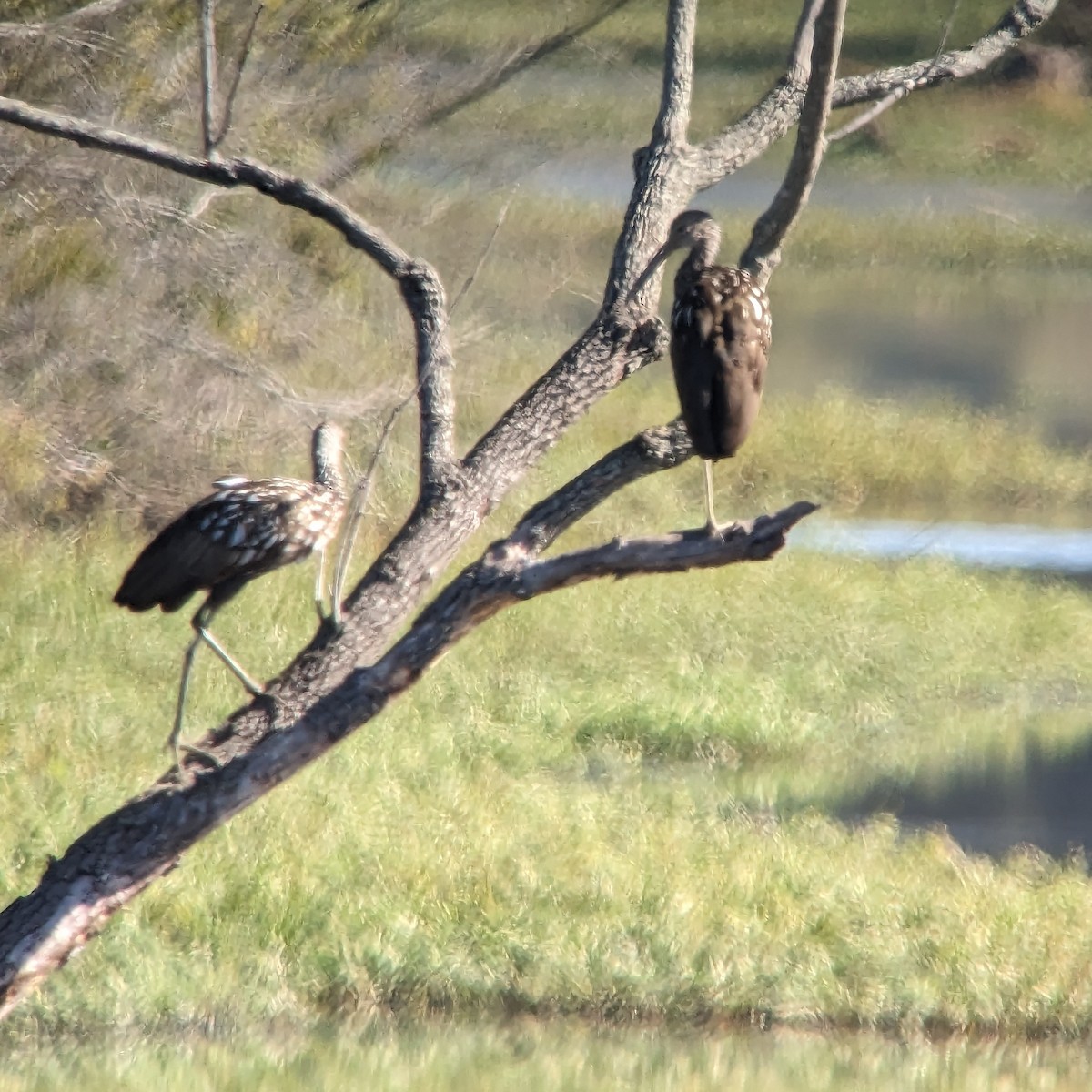 EBird Checklist 8 Oct 2023 Tennessee NWR Duck River Unit 73 Species 2 Other Taxa