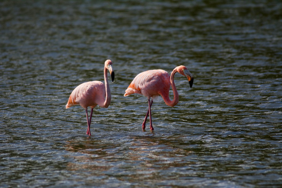 American Flamingo - ML609716906