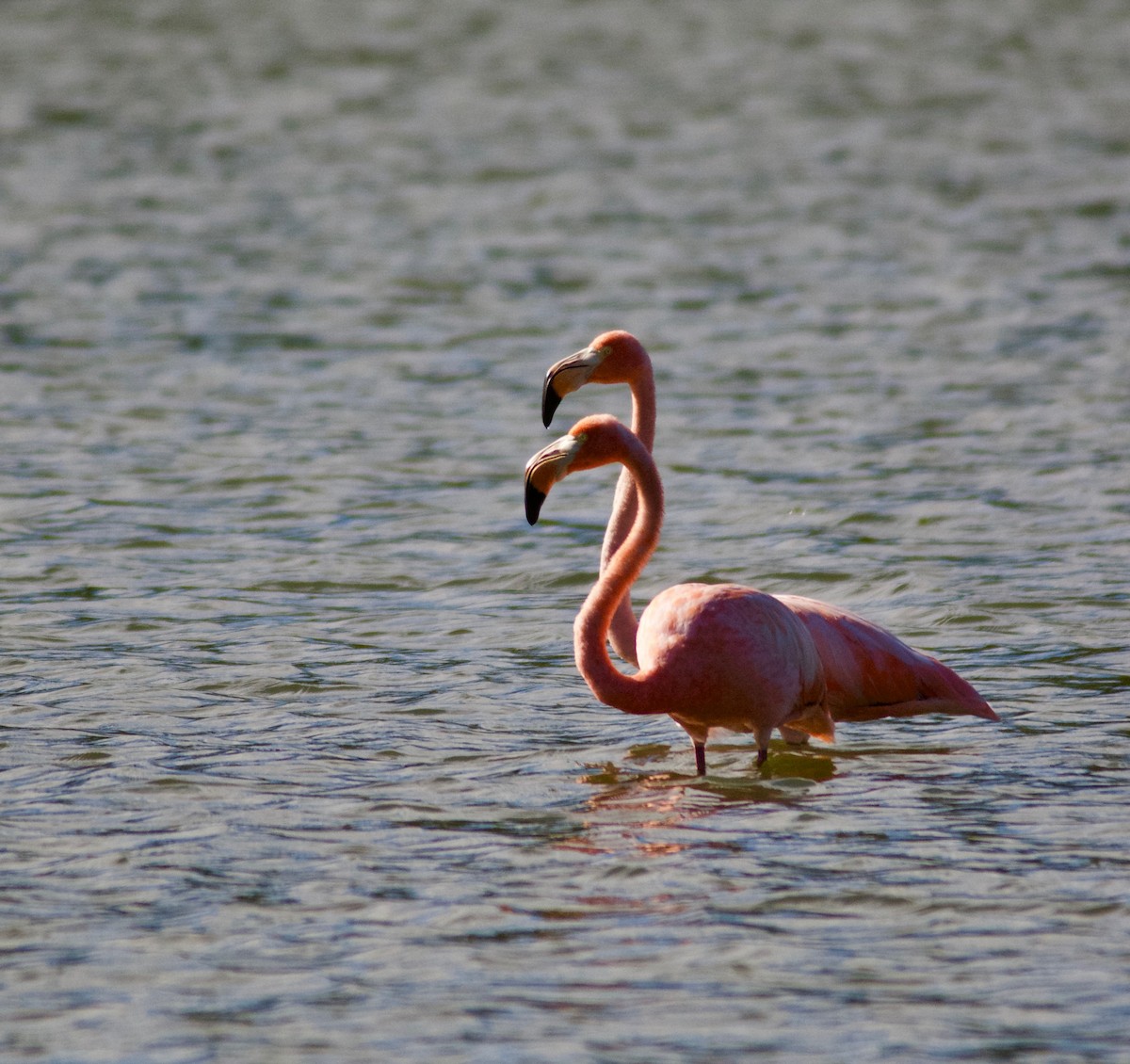 American Flamingo - ML609717156