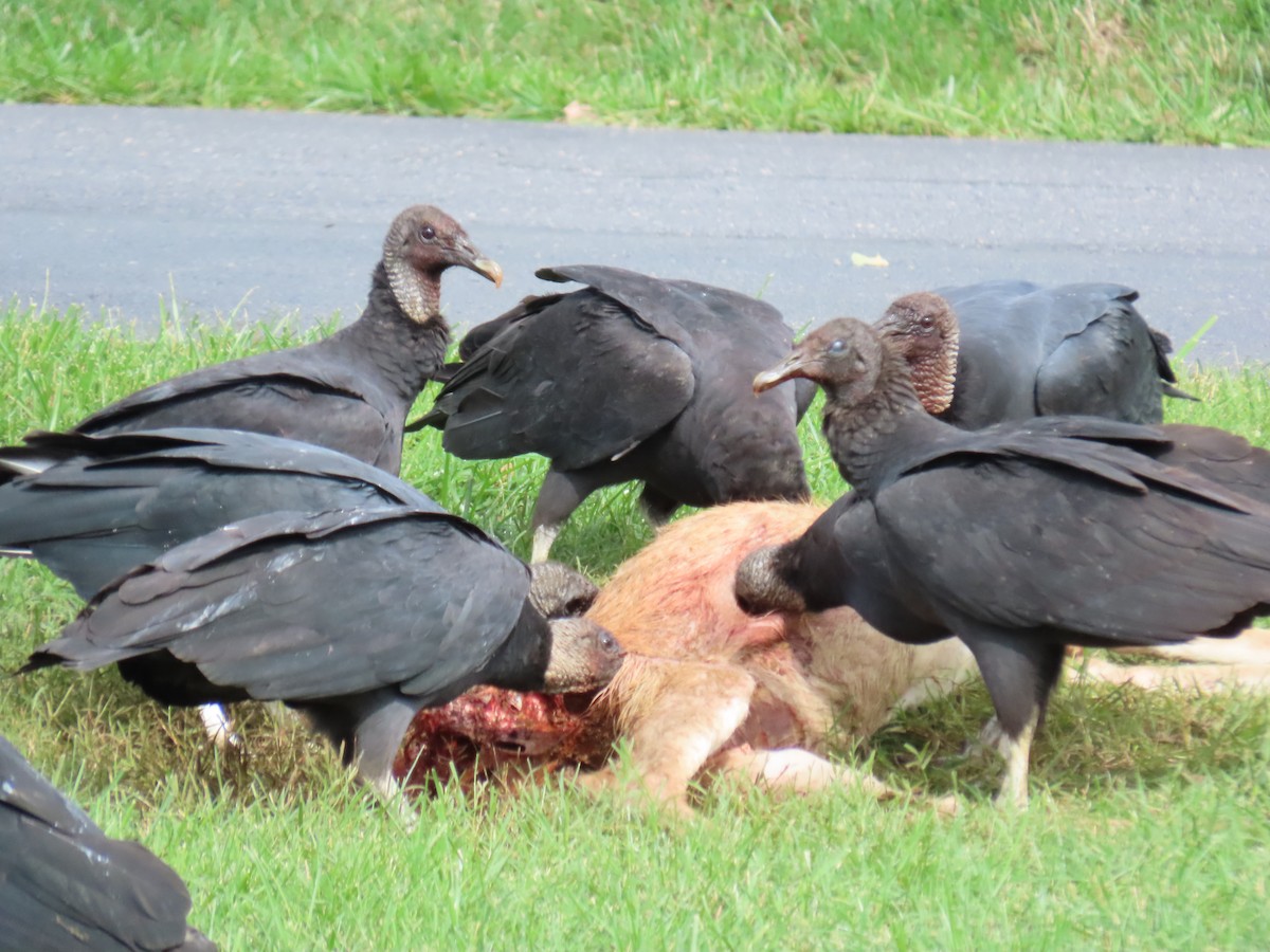 Black Vulture - Howard West