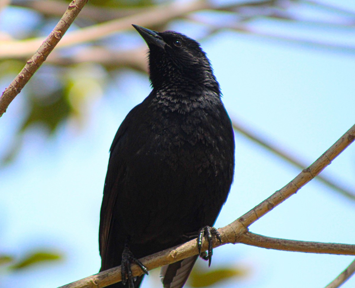 Austral Blackbird - ML609717325