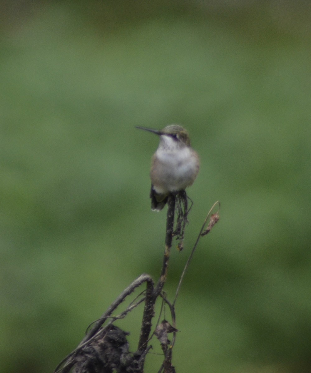 Ruby-throated Hummingbird - ML609717641