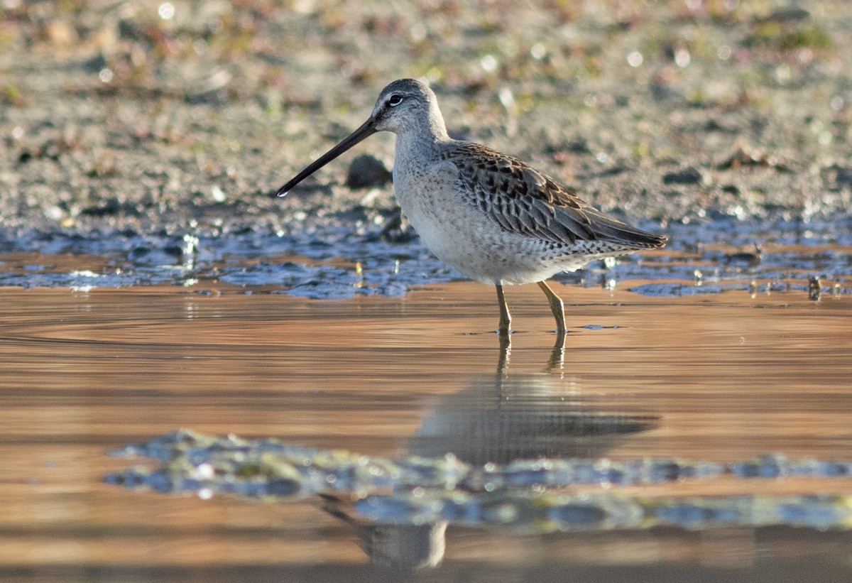 Long-billed Dowitcher - ML609717721