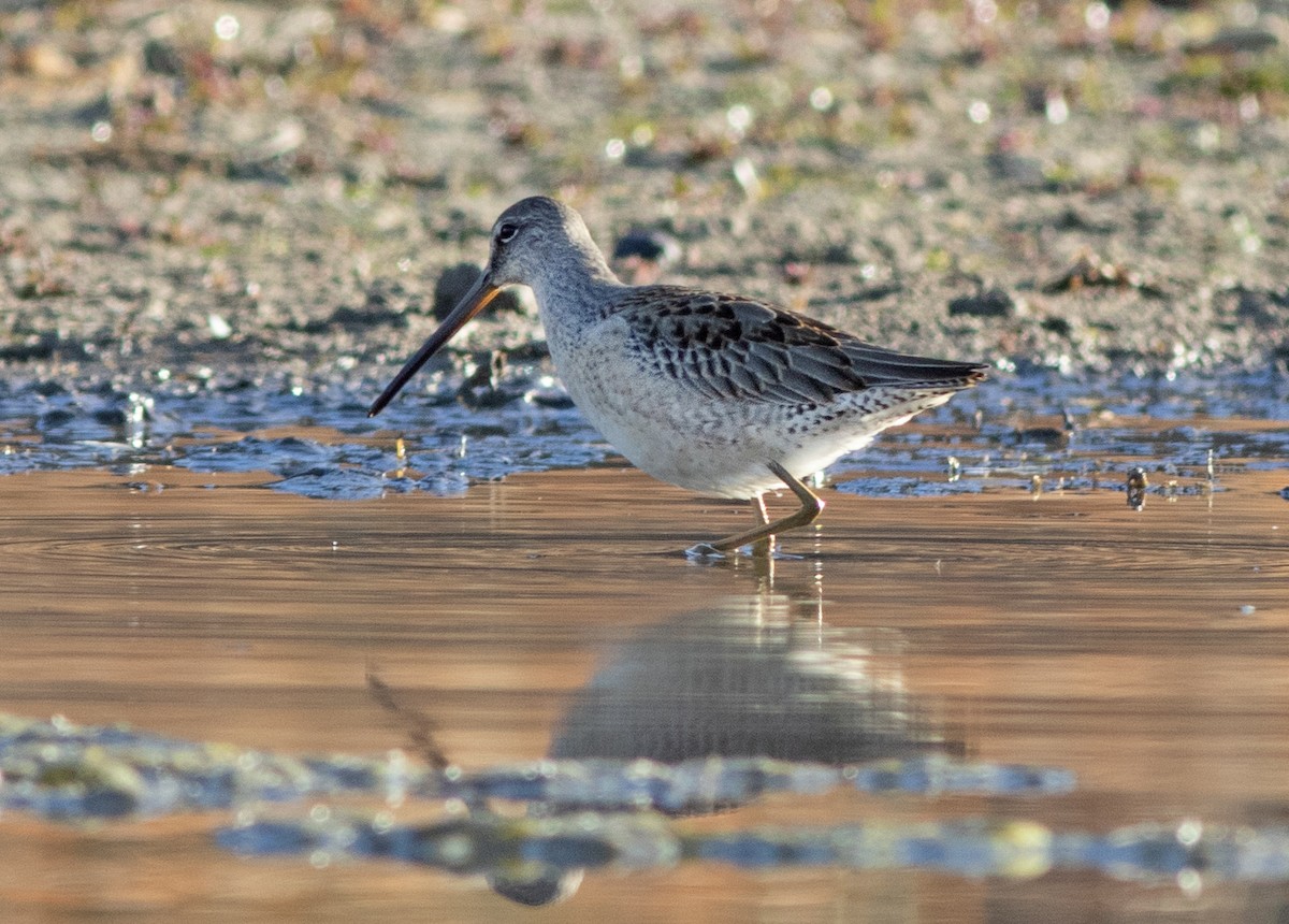 Long-billed Dowitcher - ML609717722
