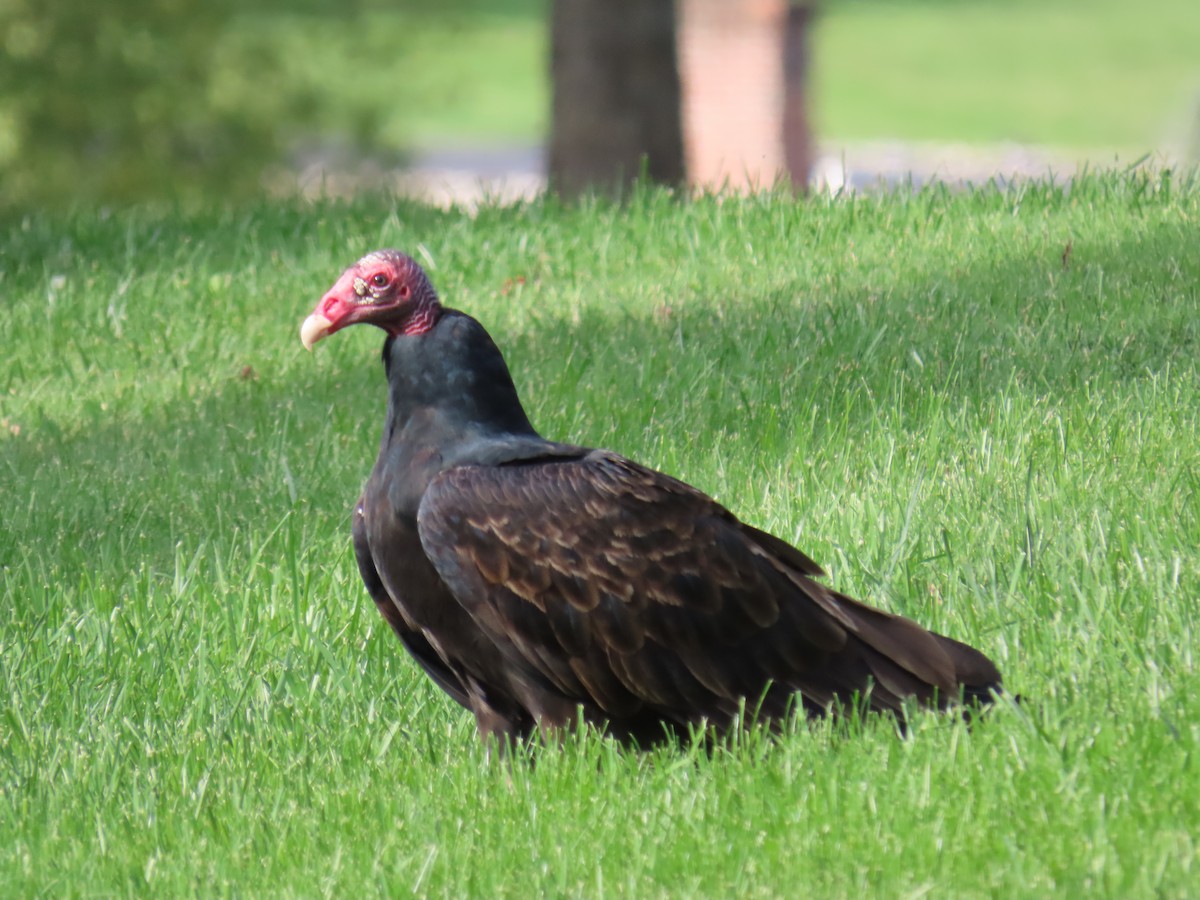Turkey Vulture - ML609717751