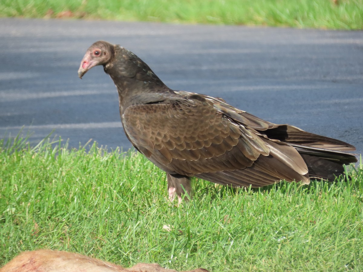 Turkey Vulture - Howard West