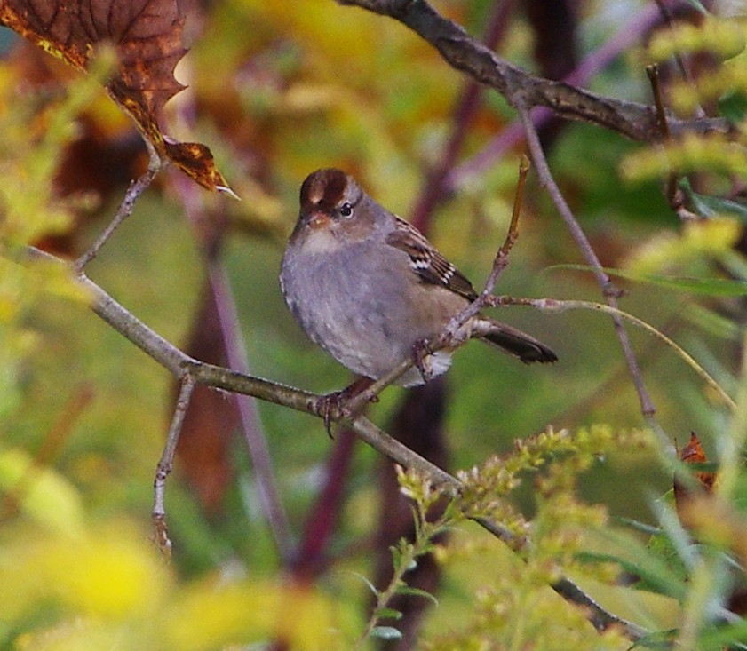 White-crowned Sparrow - ML609717921