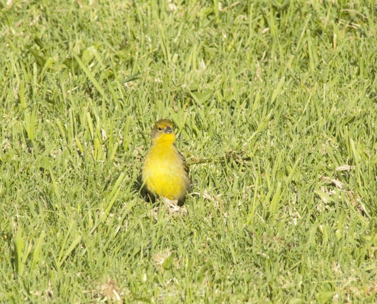 Grassland Yellow-Finch - Ada Rebolledo