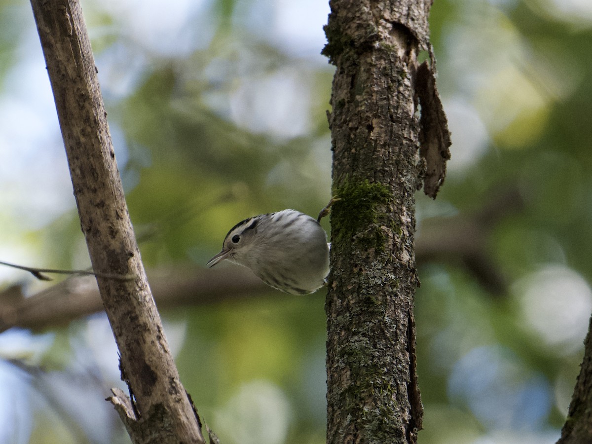 Black-and-white Warbler - ML609718576