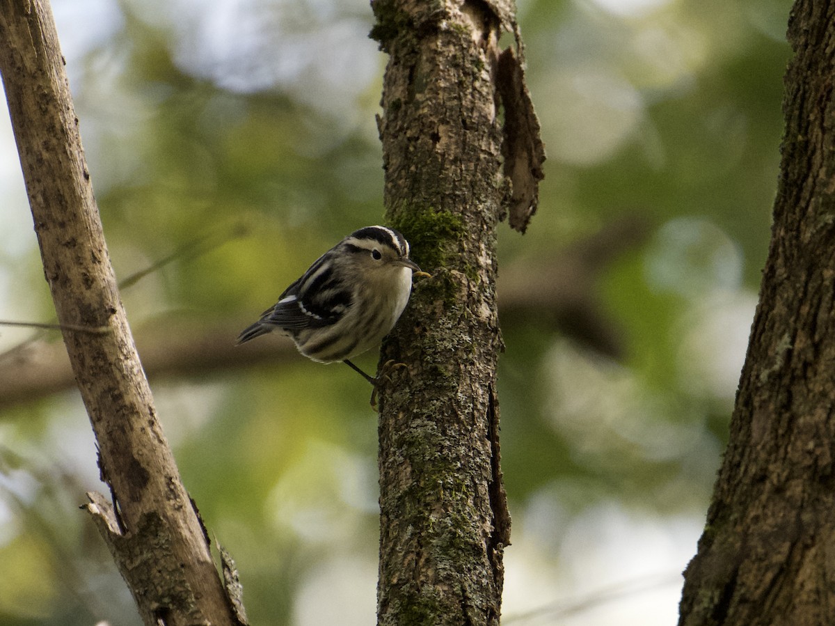 Black-and-white Warbler - ML609718577