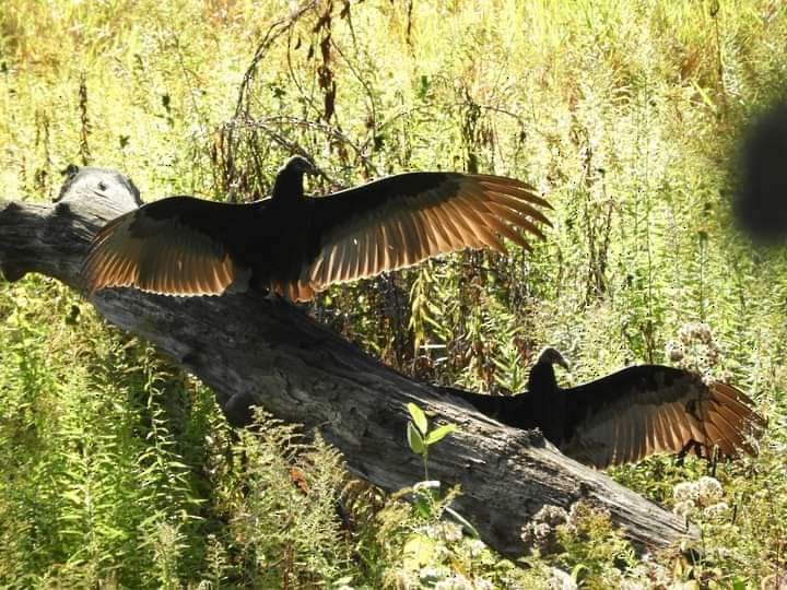 Turkey Vulture - heidi tarasiuk