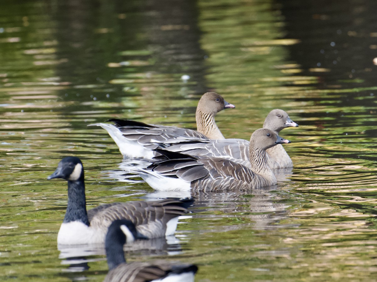 Pink-footed Goose - ML609718631