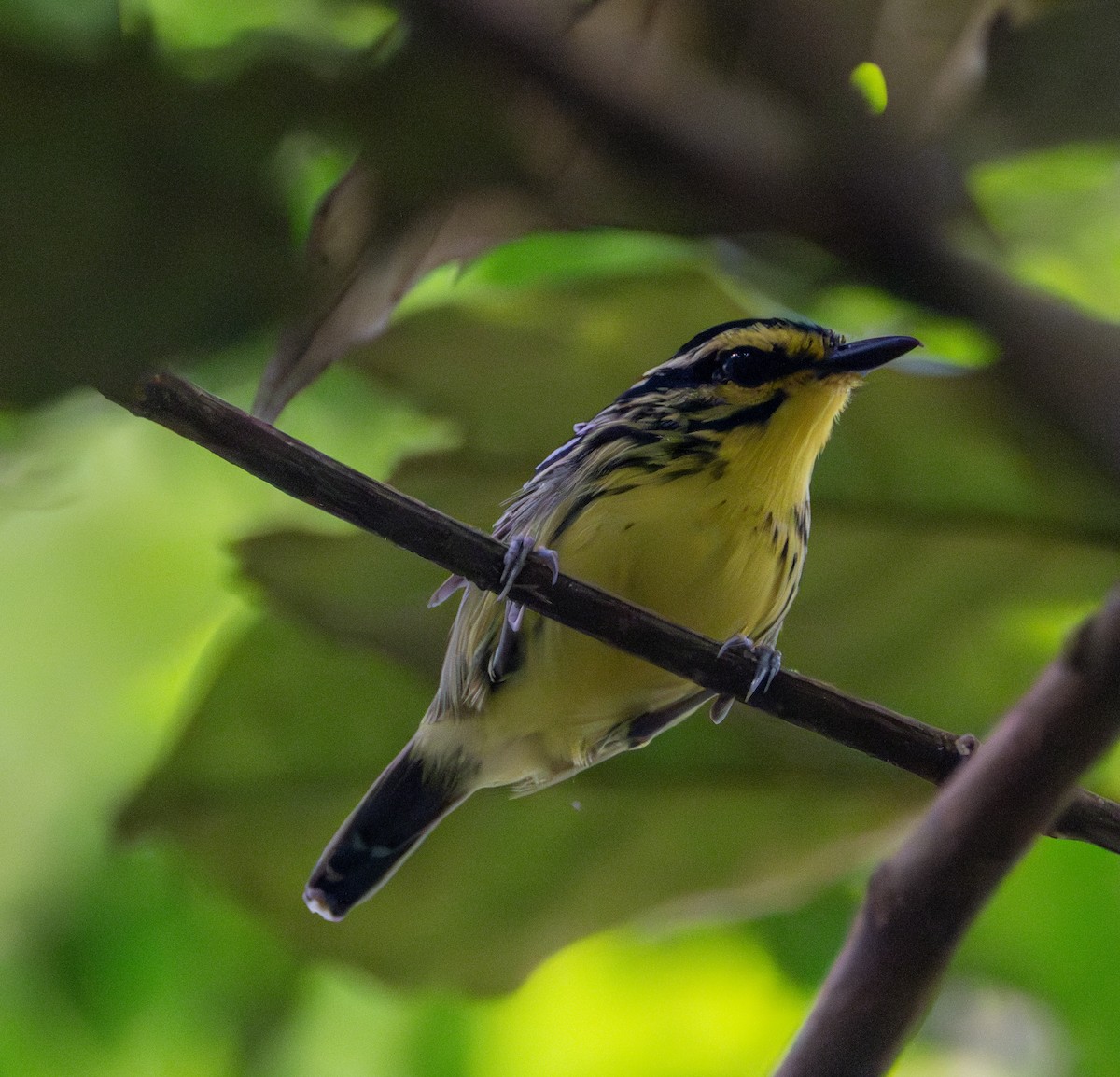 Yellow-browed Antbird - ML609718699