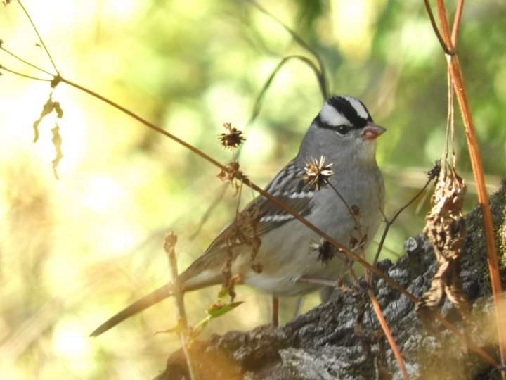 White-crowned Sparrow - ML609718886