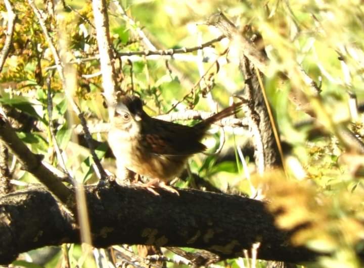Swamp Sparrow - ML609719106