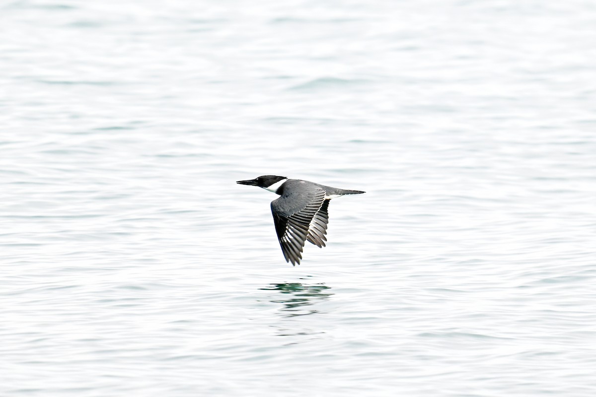 Belted Kingfisher - ML609719598