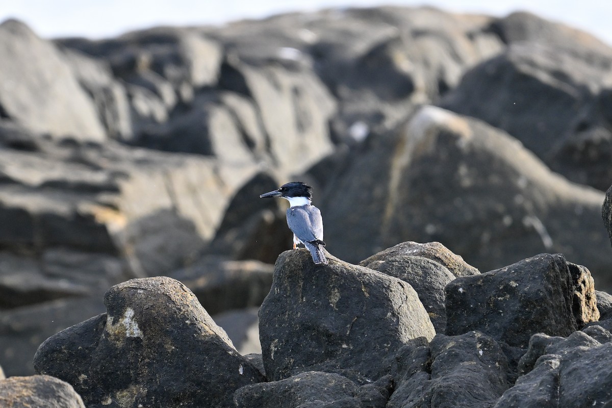 Belted Kingfisher - ML609719601