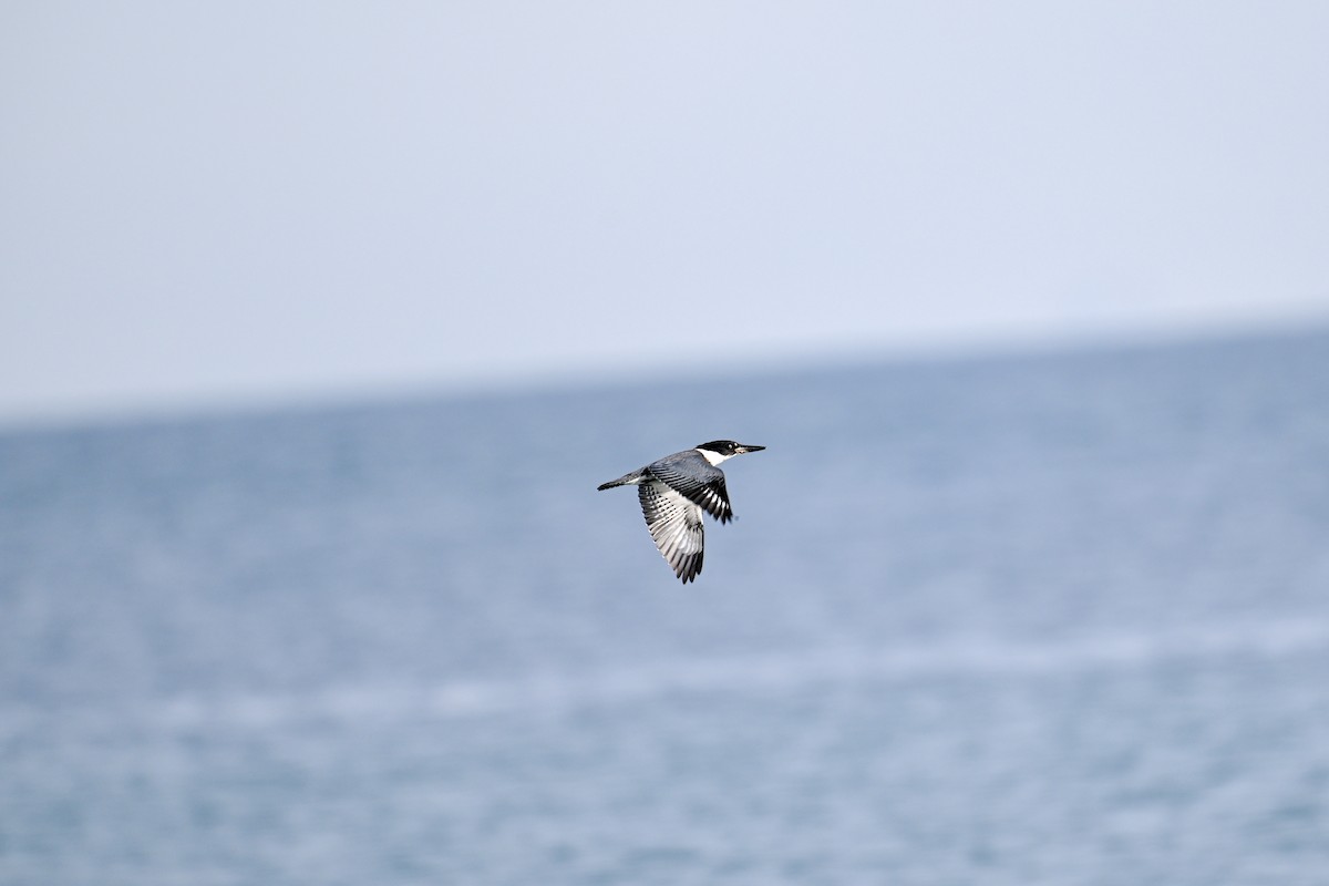 Belted Kingfisher - ML609719603