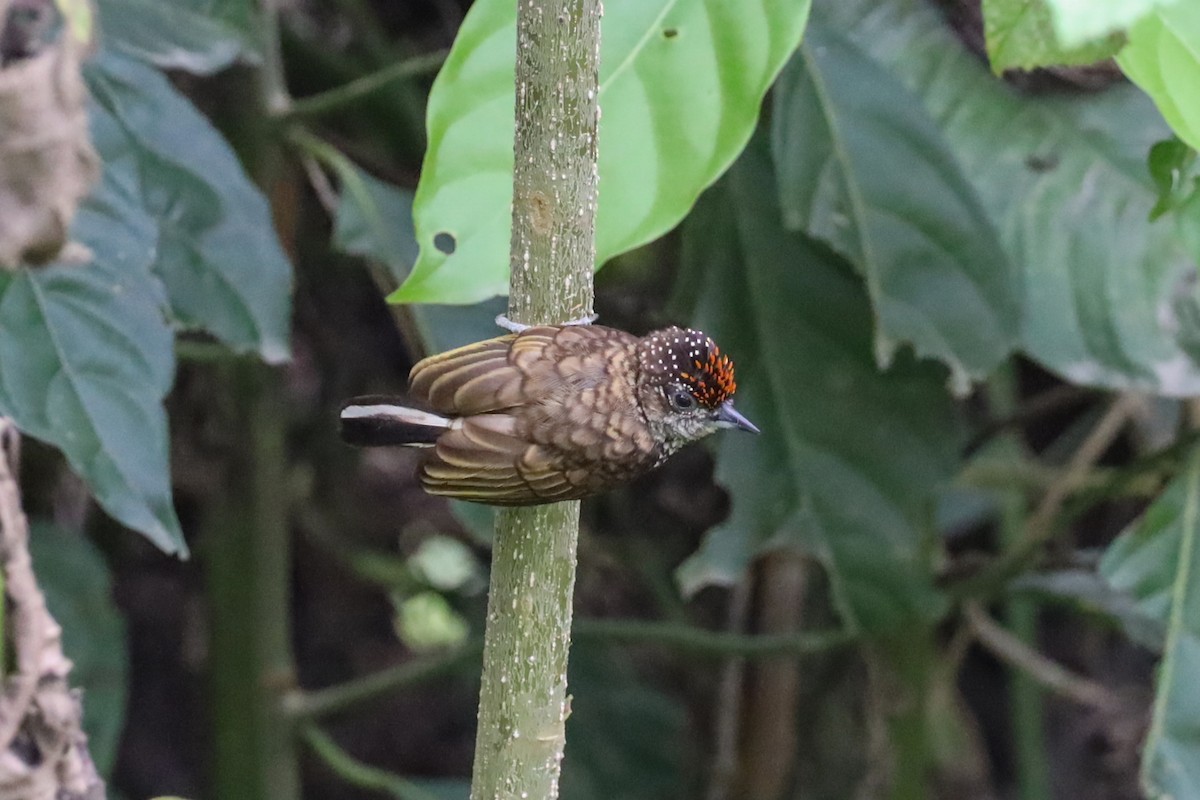 Scaled Piculet - ML609719670