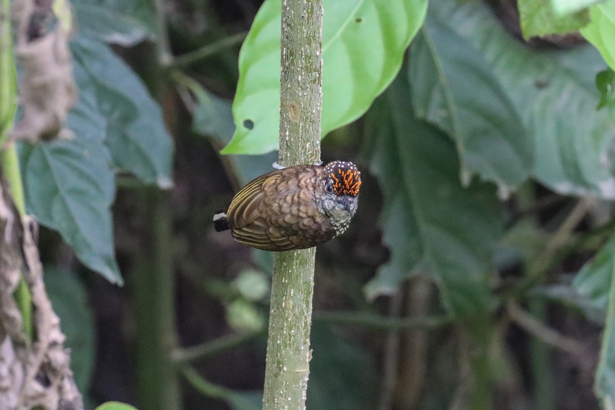 Scaled Piculet - ML609719671