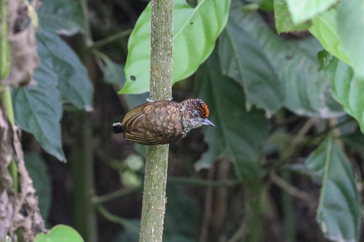 Scaled Piculet - ML609719672