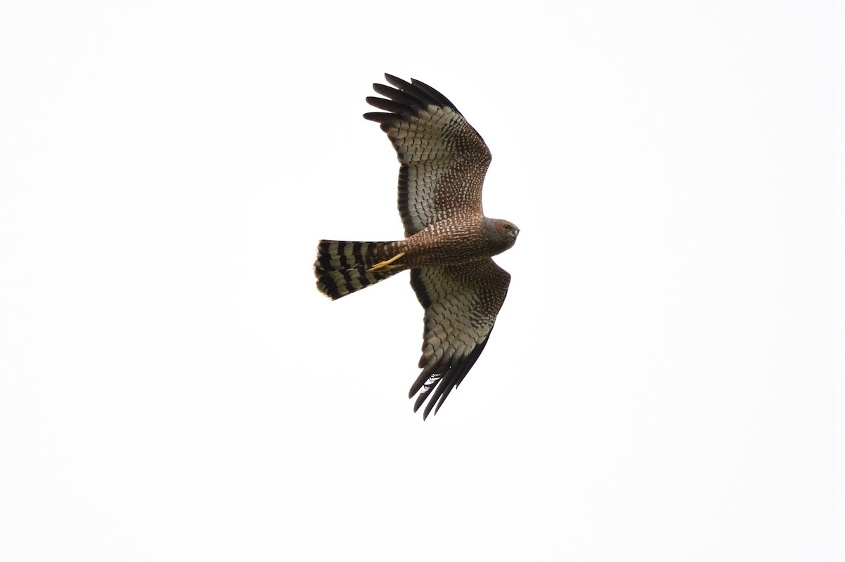 Spotted Harrier - ML609719686