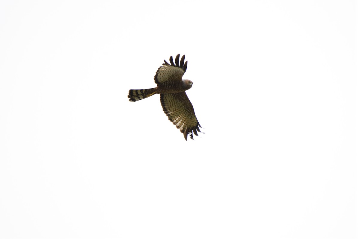 Spotted Harrier - ML609719689