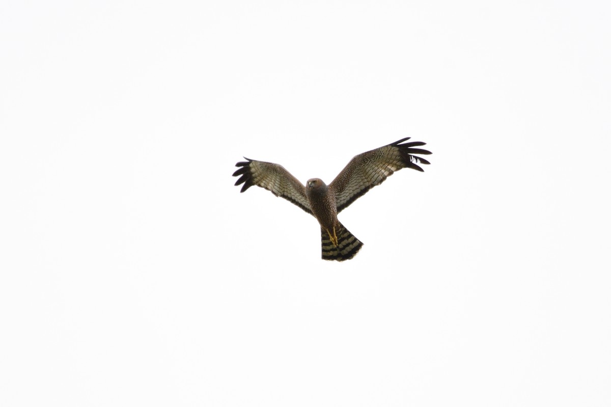 Spotted Harrier - ML609719703