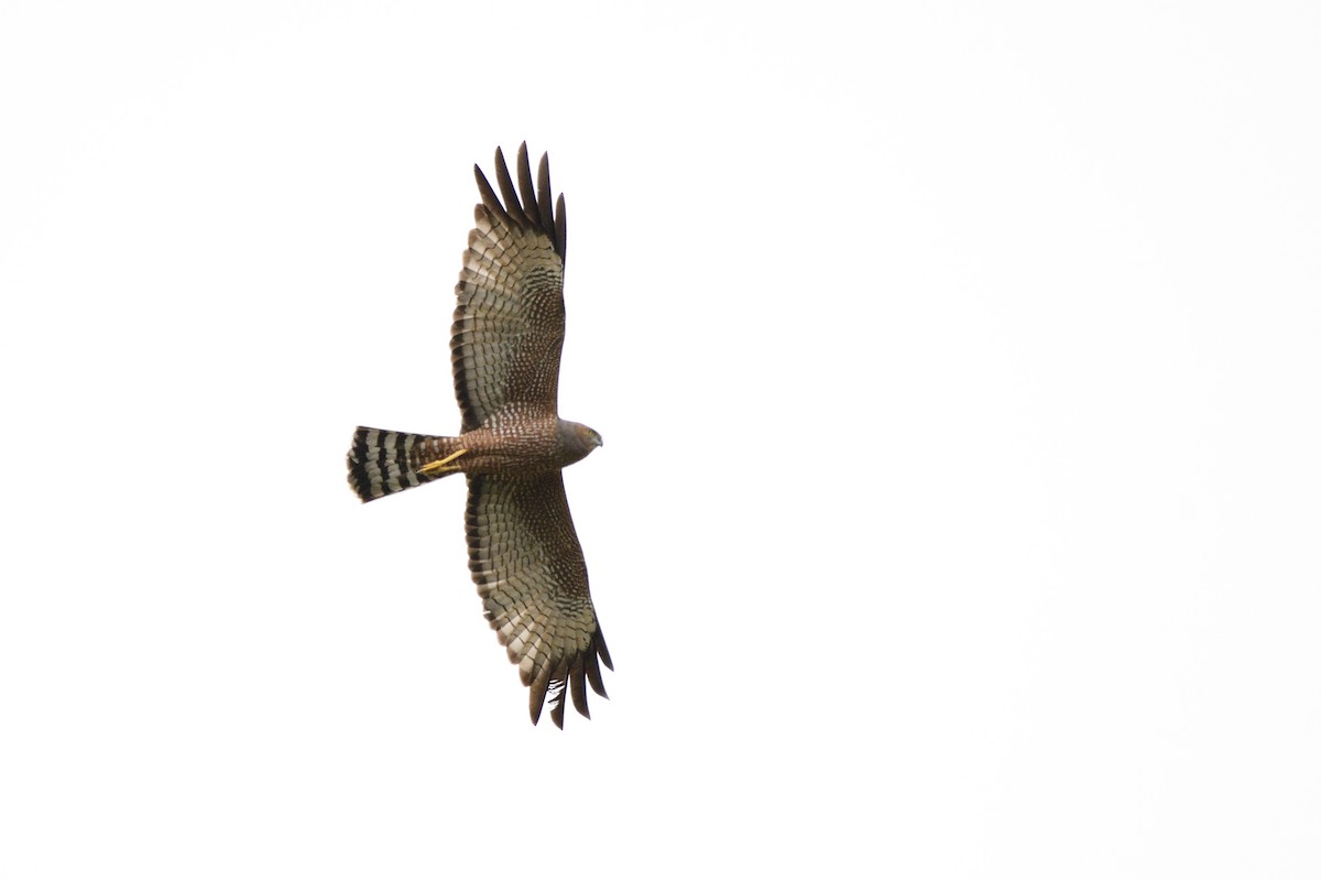 Spotted Harrier - ML609719704