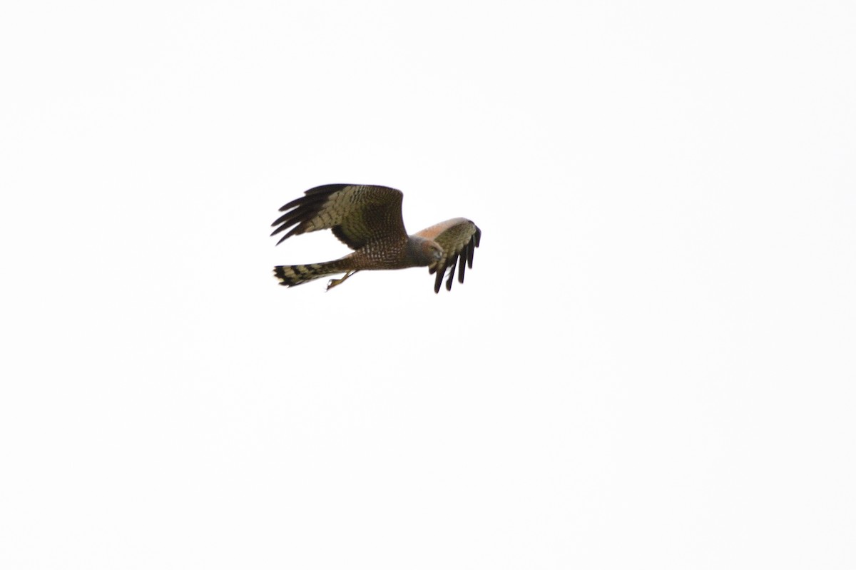 Spotted Harrier - ML609719717