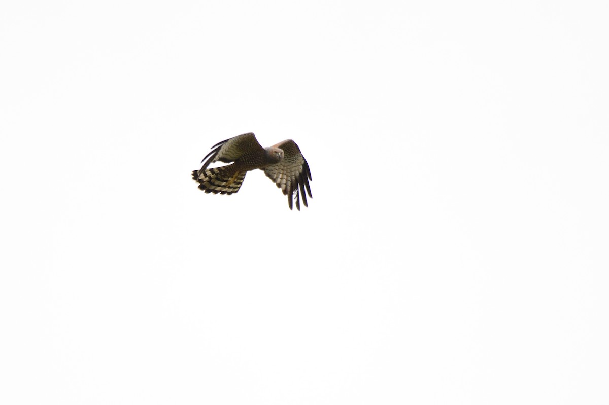 Spotted Harrier - ML609719727