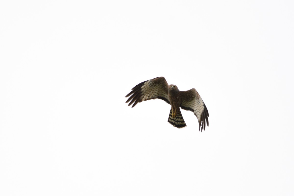 Spotted Harrier - ML609719740